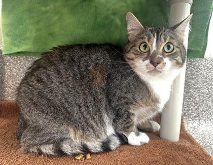 Enlarge Gichigami, a Adoptable mixed breed in Mason, MI image 1/2