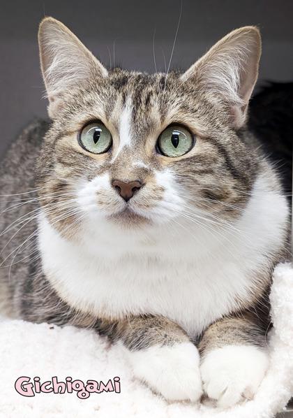 Enlarge Gichigami, a Adoptable mixed breed in Mason, MI image 2/2