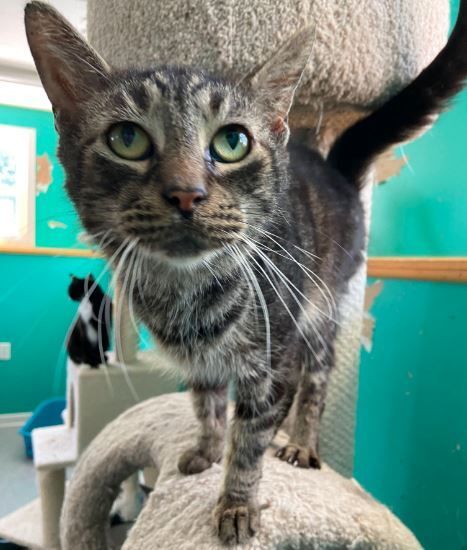 Martin, a Adoptable mixed breed in Peru, IN image 1/10