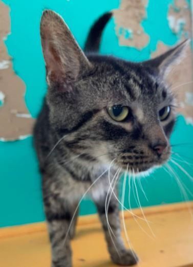 Martin, a Adoptable mixed breed in Peru, IN image 2/10