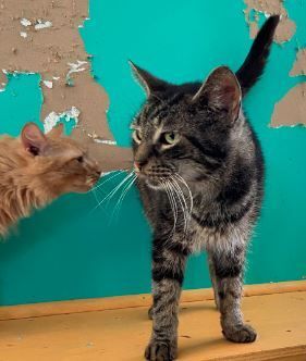 Martin, a Adoptable mixed breed in Peru, IN image 3/10