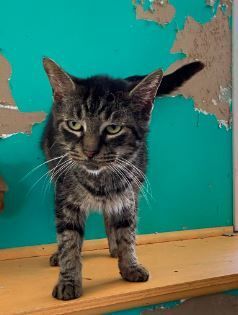 Martin, a Adoptable mixed breed in Peru, IN image 4/10