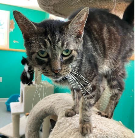 Martin, a Adoptable mixed breed in Peru, IN image 5/10