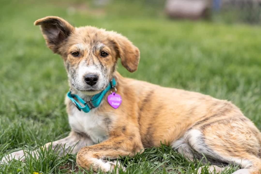 Enlarge Freya, a Adopted mixed breed in Minneapolis, MN image 1/3