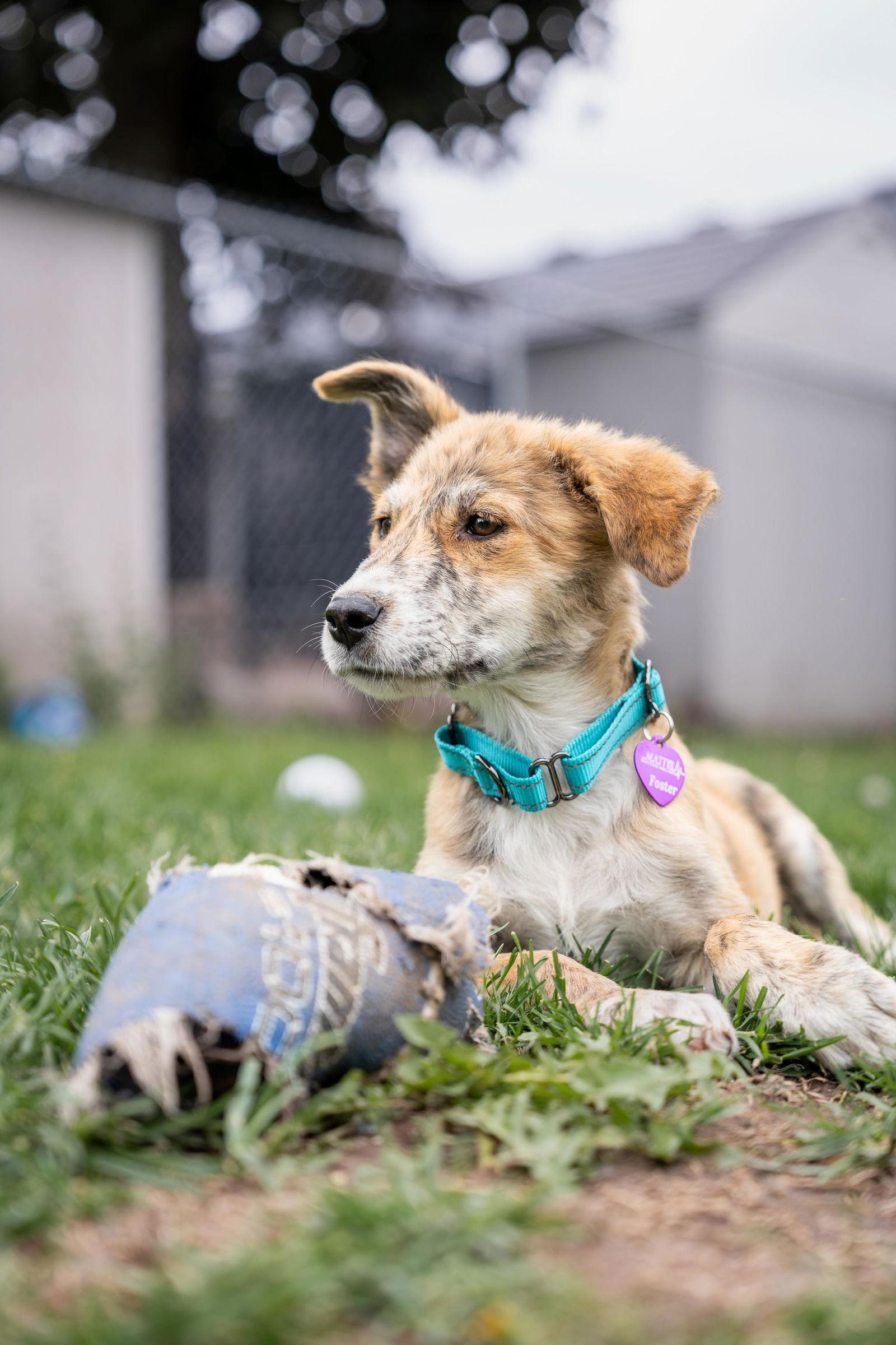 Enlarge Freya, a Adopted mixed breed in Minneapolis, MN image 2/3