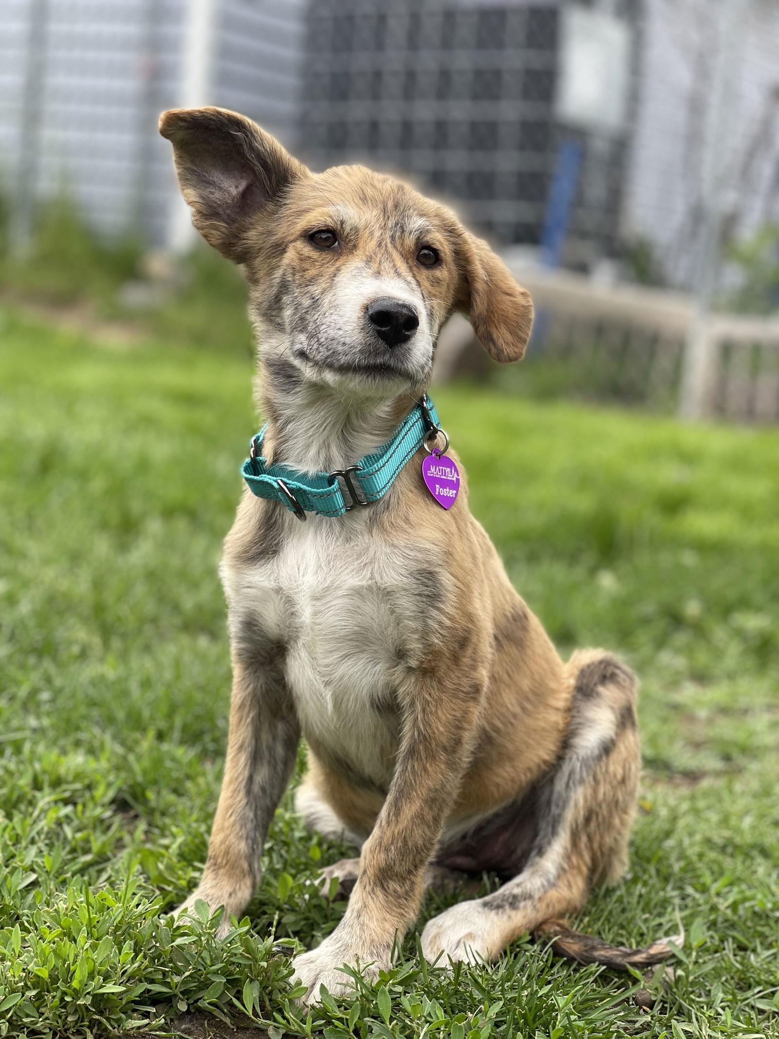 Enlarge Freya, a Adopted mixed breed in Minneapolis, MN image 3/3