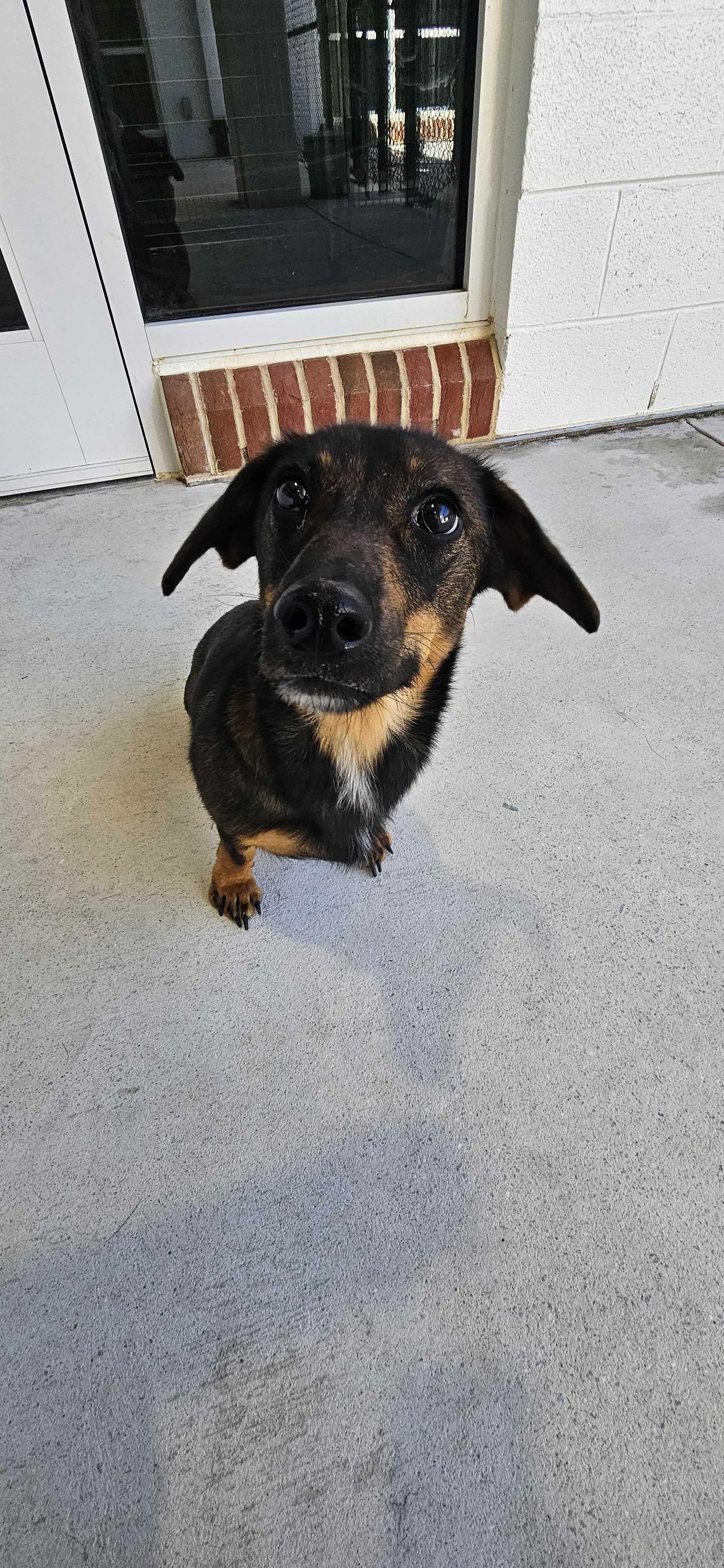 Enlarge Applesauce, a Adoptable mixed breed in Maidens, VA image 1/4