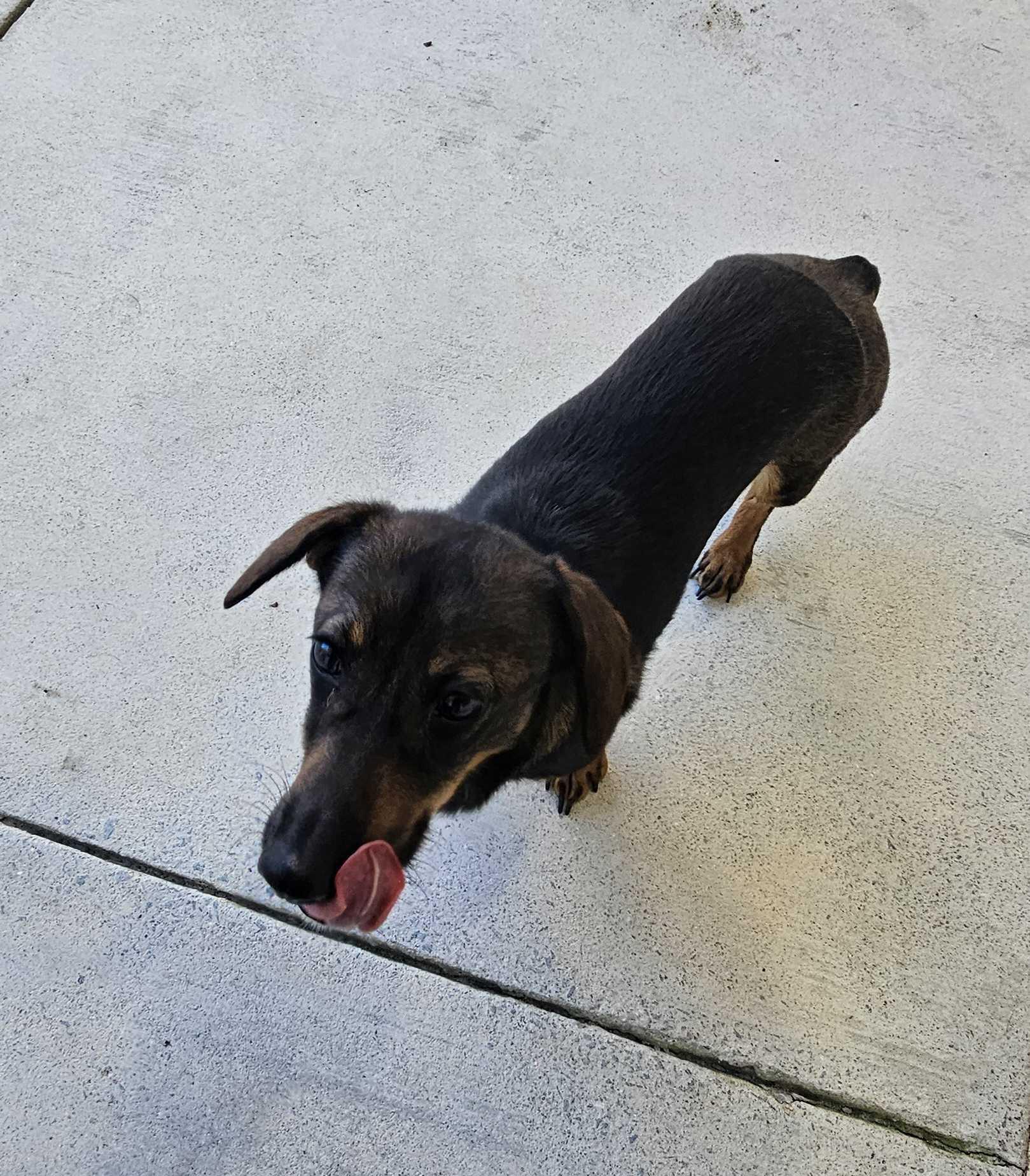 Enlarge Applesauce, a Adoptable mixed breed in Maidens, VA image 2/4