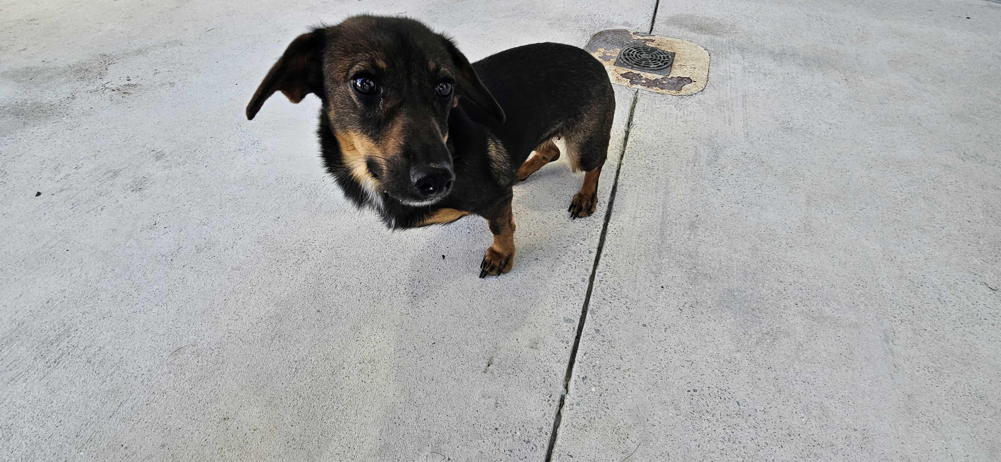 Enlarge Applesauce, a Adoptable mixed breed in Maidens, VA image 4/4