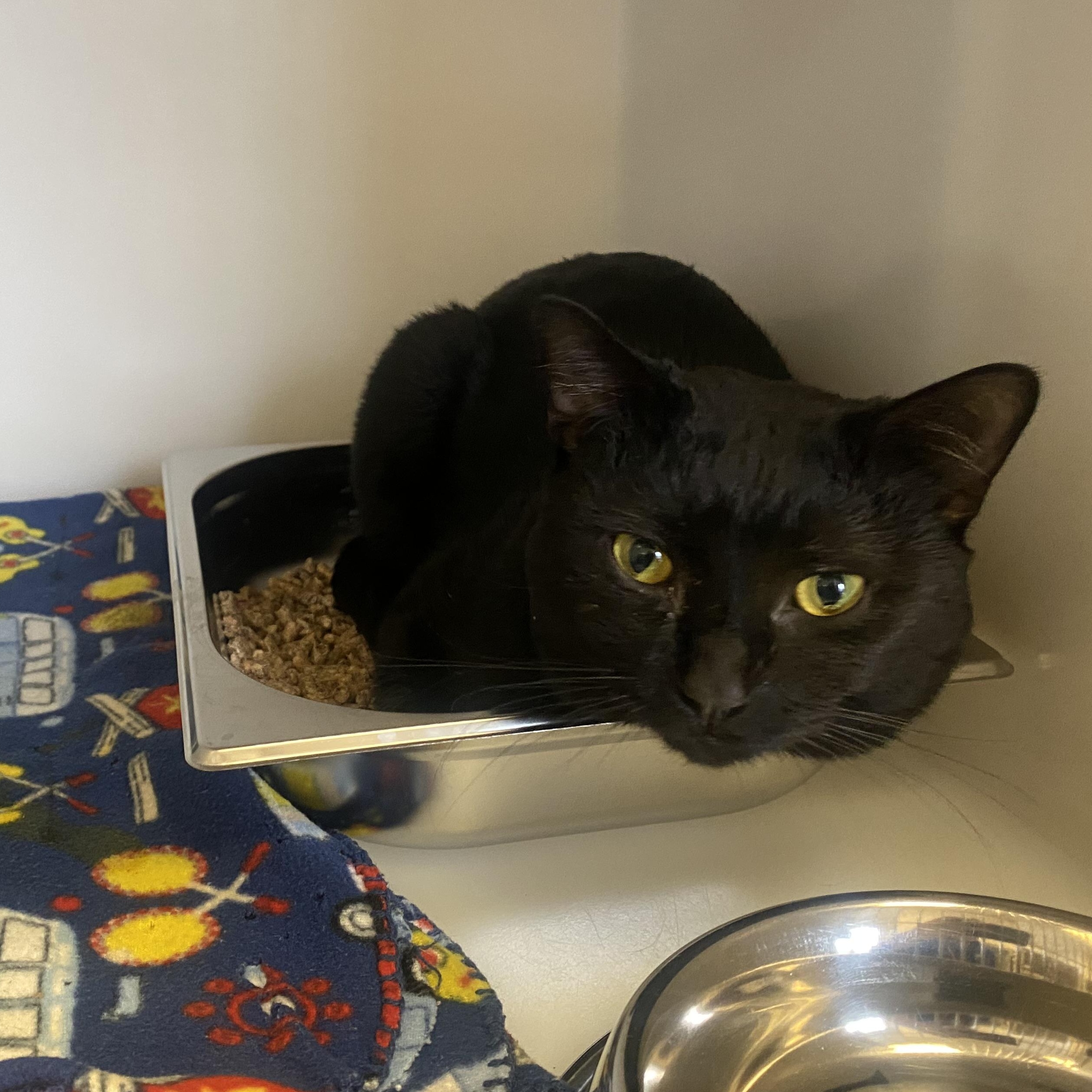 Binxie , ADOPTABLE, Young Male Domestic Short Hair.