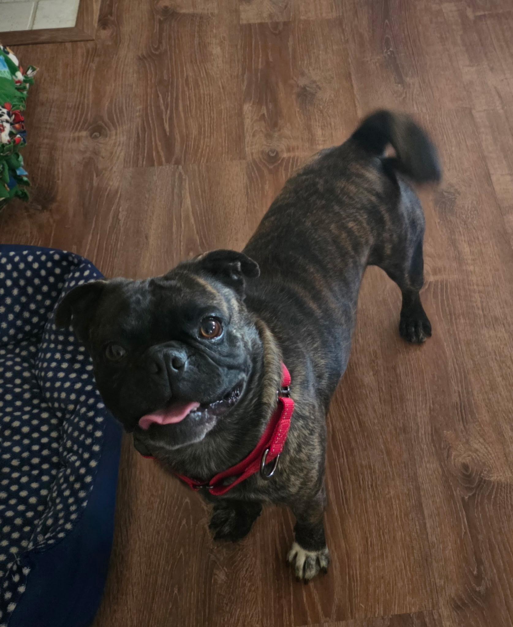 Enlarge Frankie, a ADOPTABLE Pug in Lucerne Valley, CA image 4/4