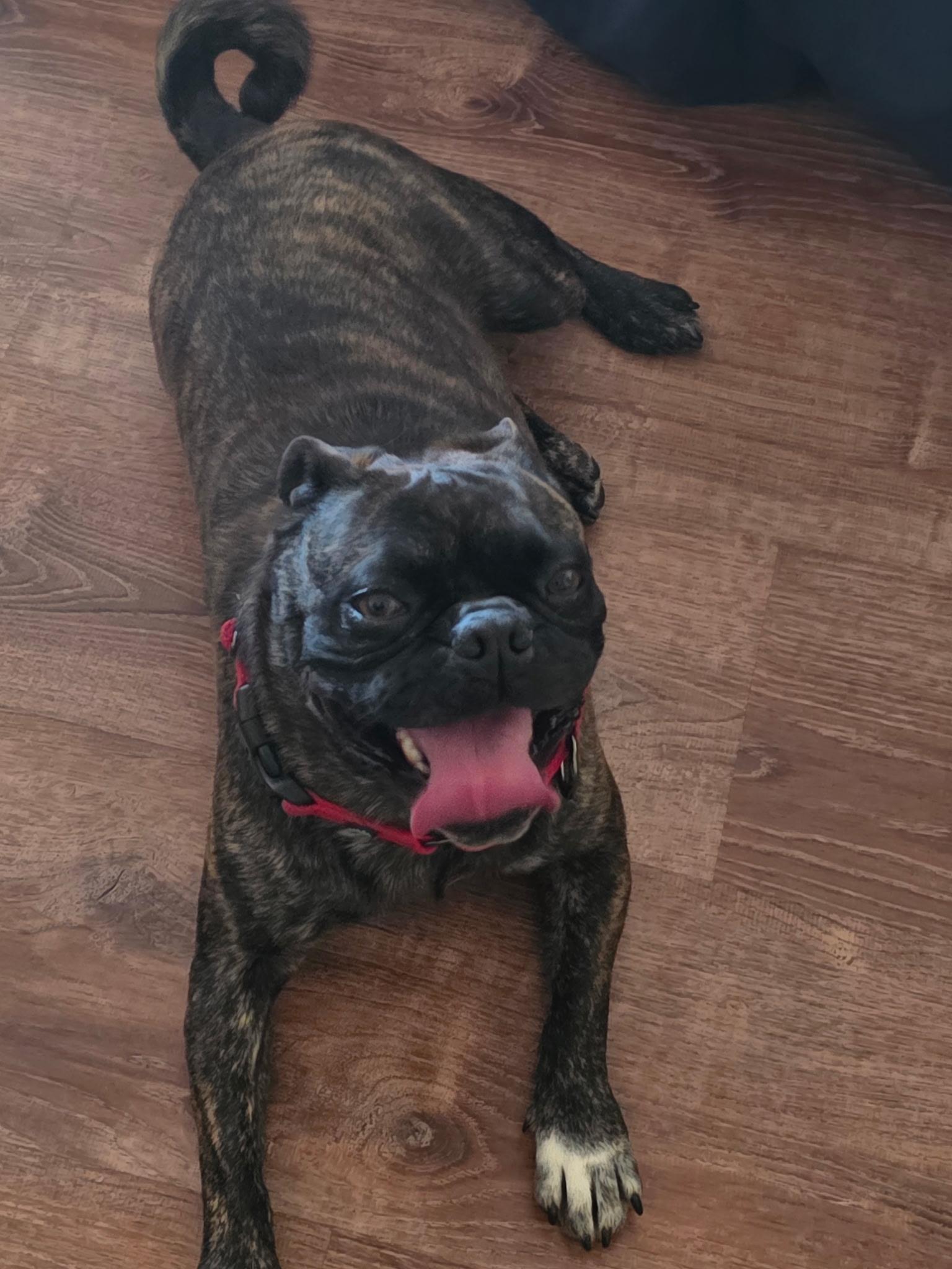 Frankie, ADOPTABLE, Adult Male Pug.