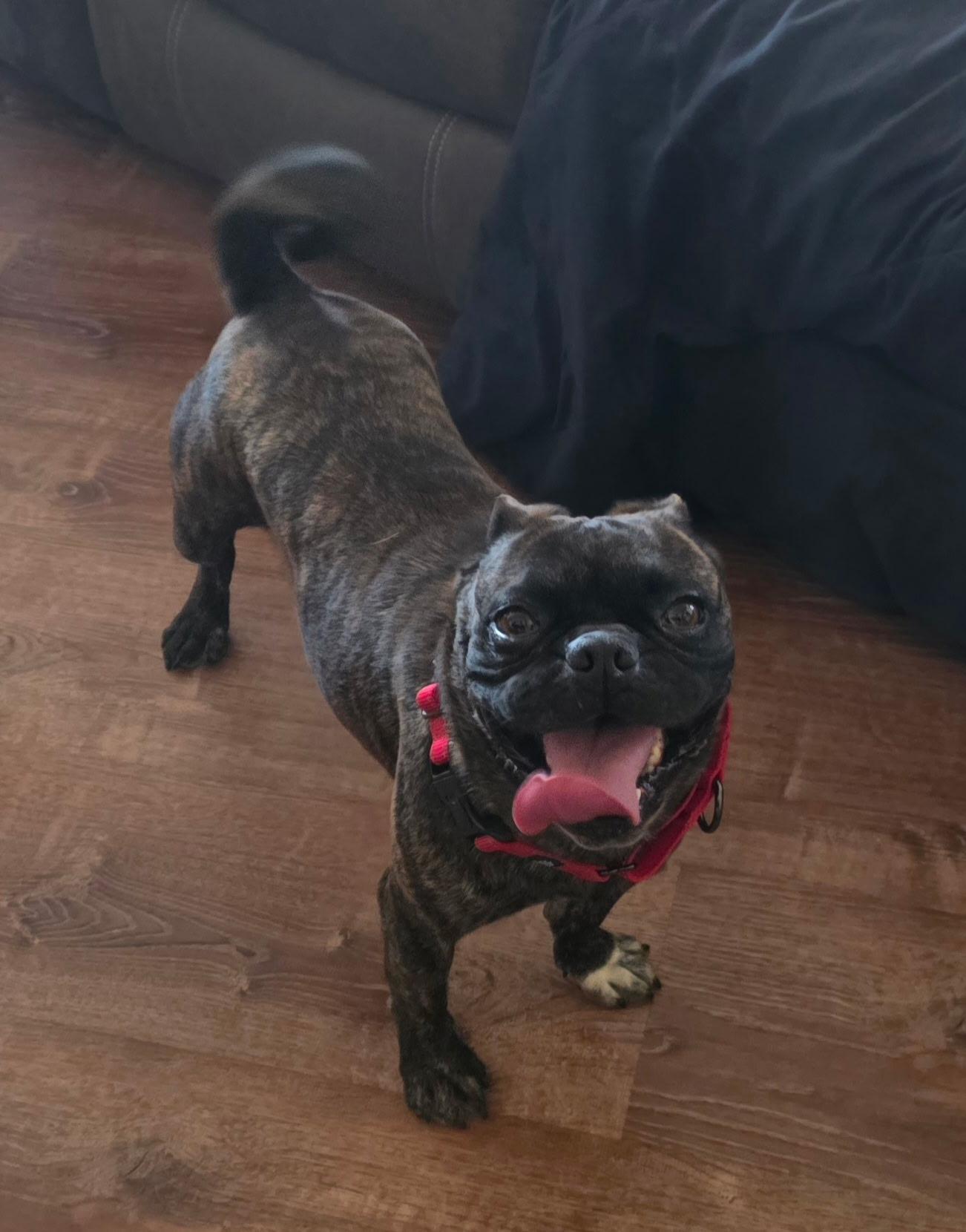 Enlarge Frankie, a ADOPTABLE Pug in Lucerne Valley, CA image 2/4