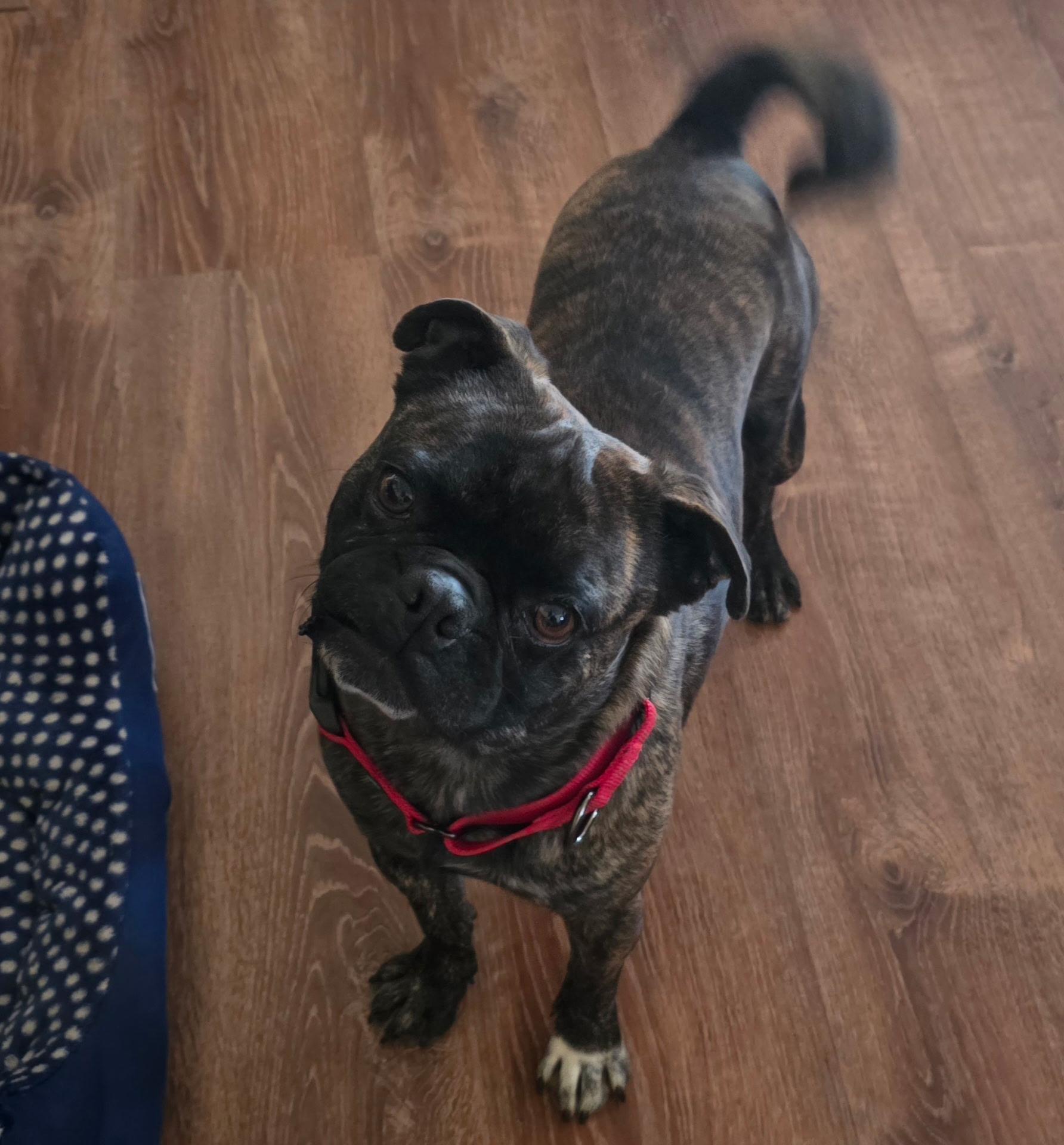 Enlarge Frankie, a ADOPTABLE Pug in Lucerne Valley, CA image 3/4