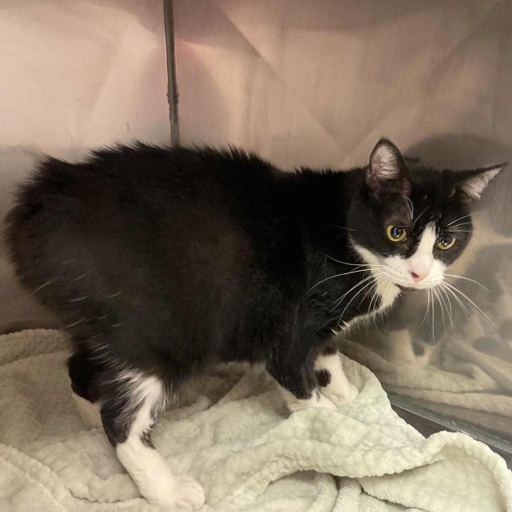 Farrah, Adoptable, Senior Female Domestic Short Hair.