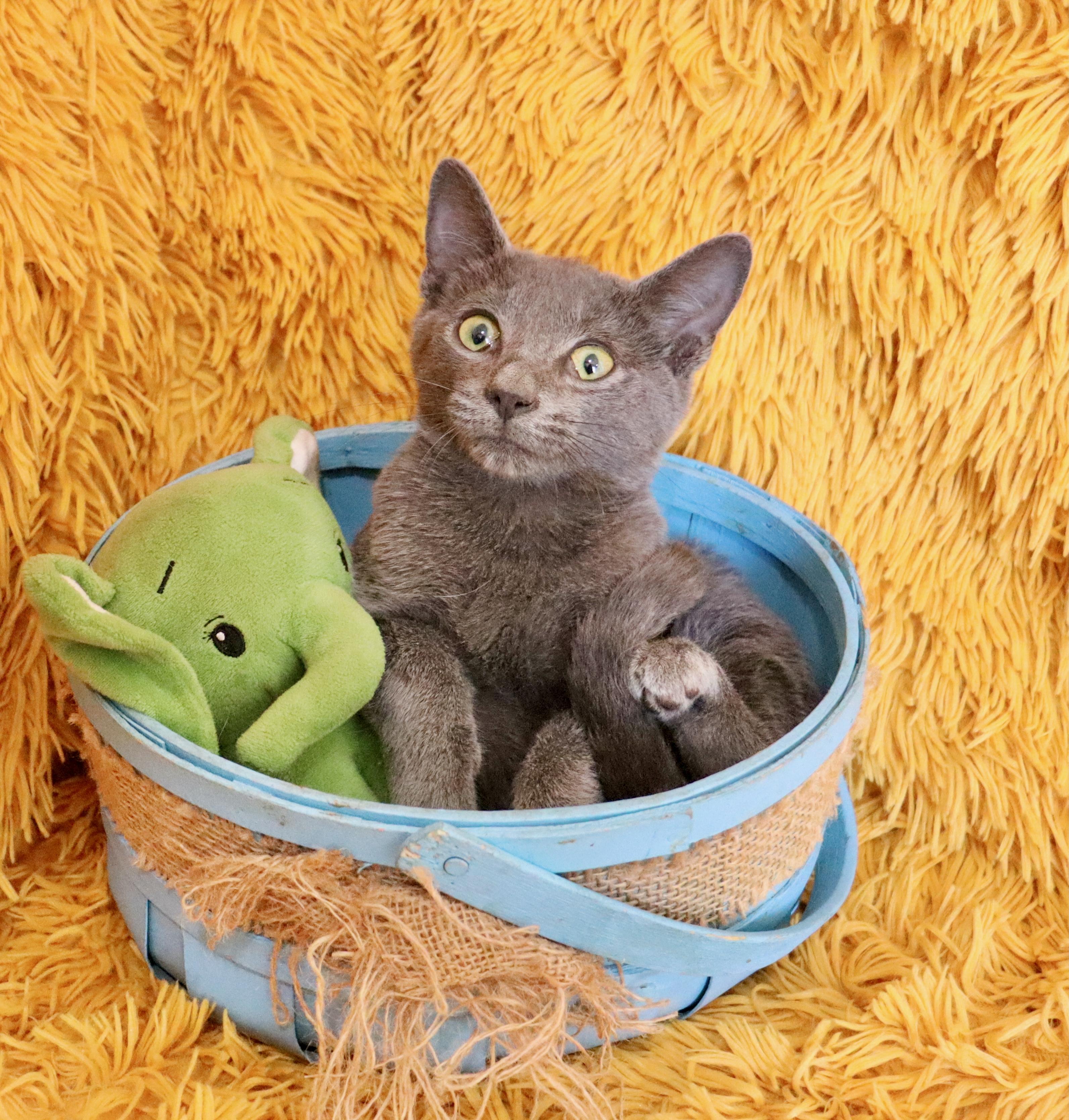 Enlarge Wally, an adopted mixed breed in Saint Augustine, FL image 2/5