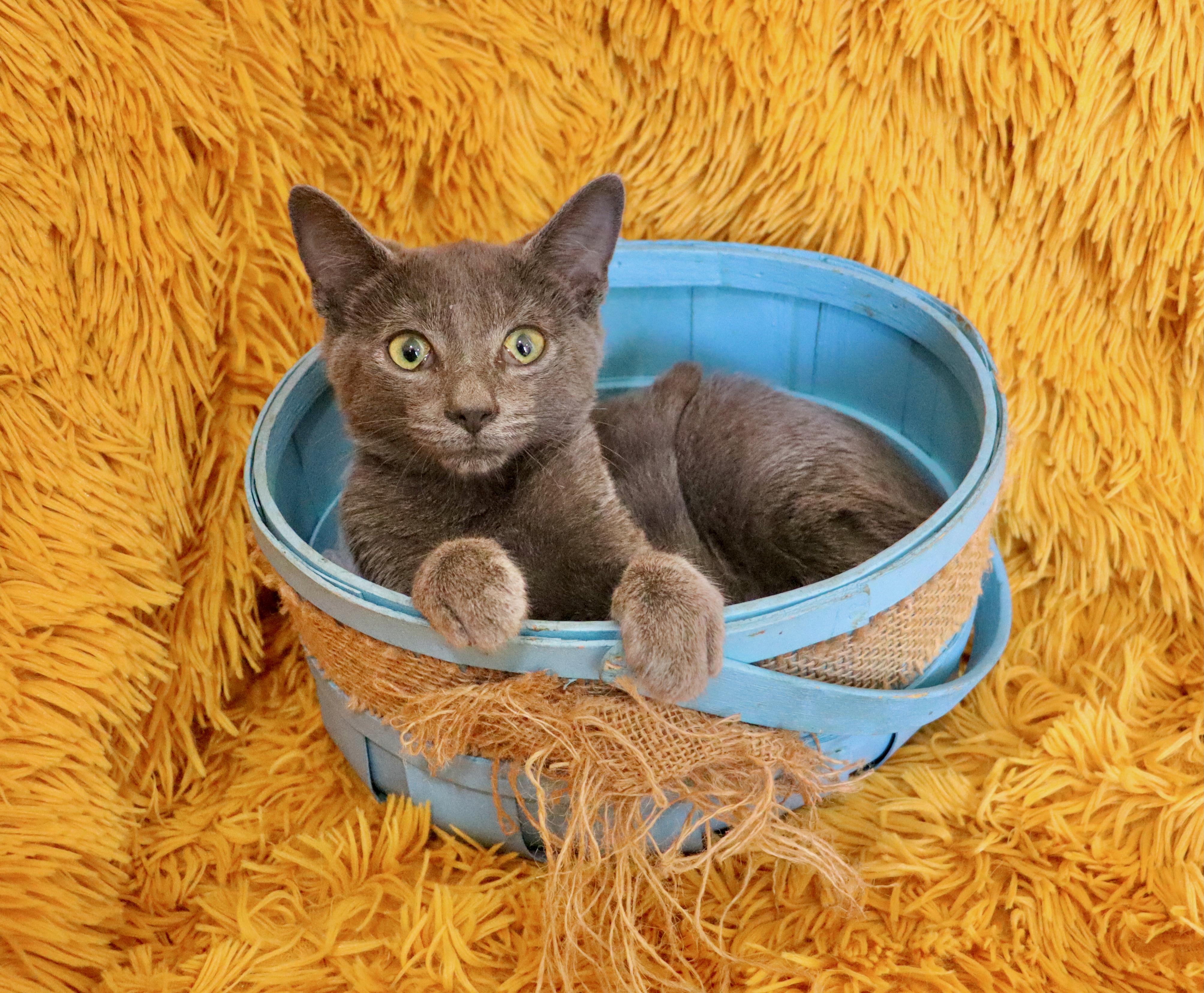 Enlarge Wally, an adopted mixed breed in Saint Augustine, FL image 3/5