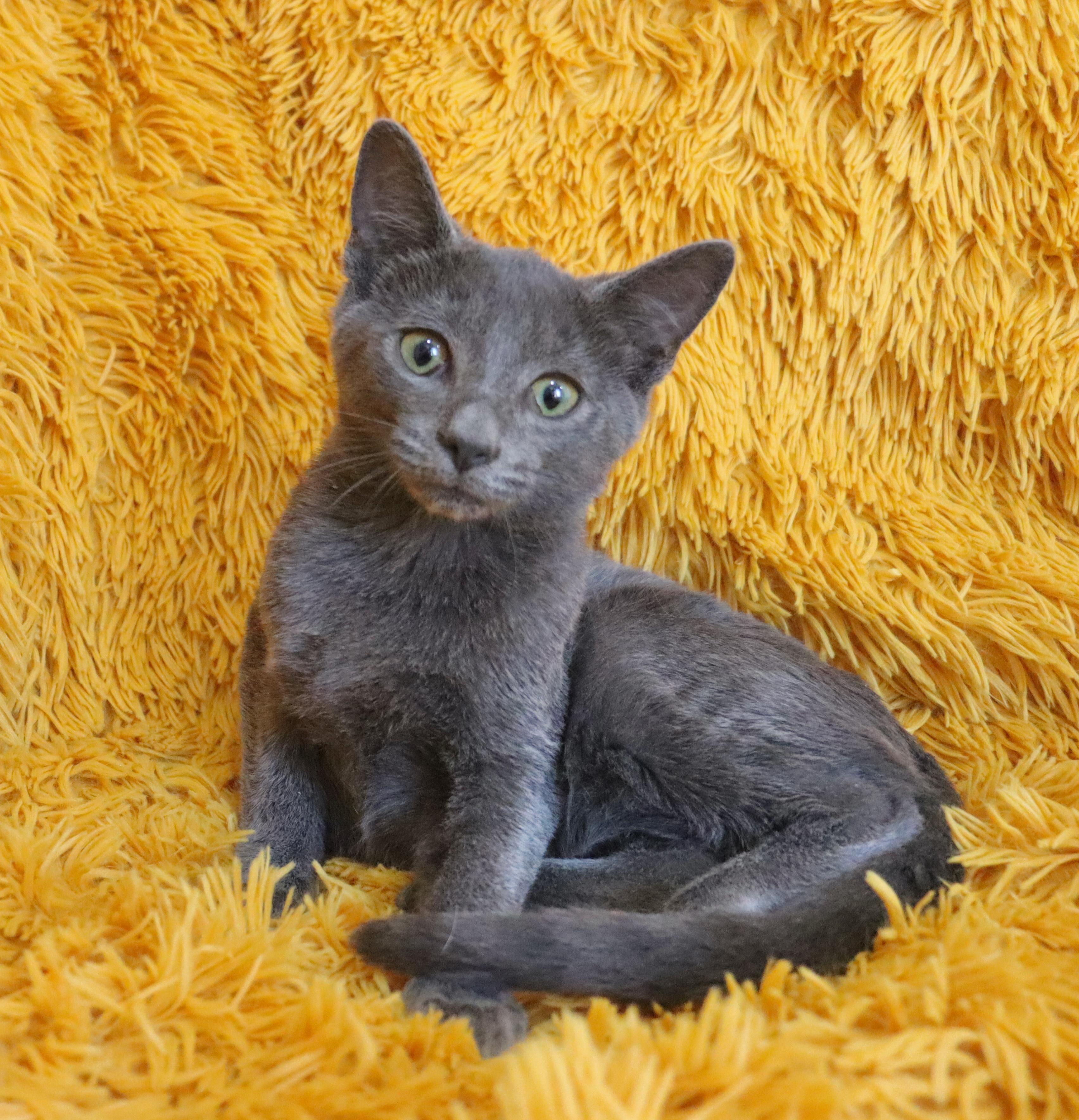 Enlarge Wally, an adopted mixed breed in Saint Augustine, FL image 5/5