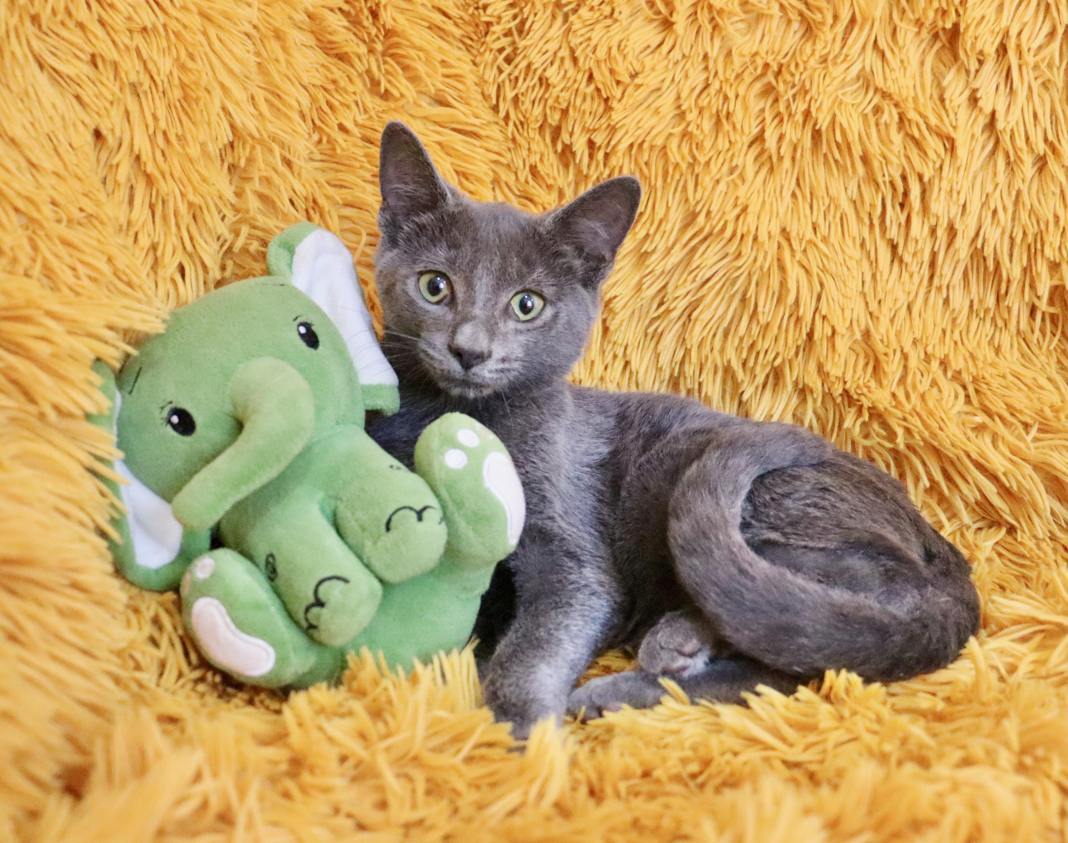 Wally, adopted, Kitten Male Russian Blue.