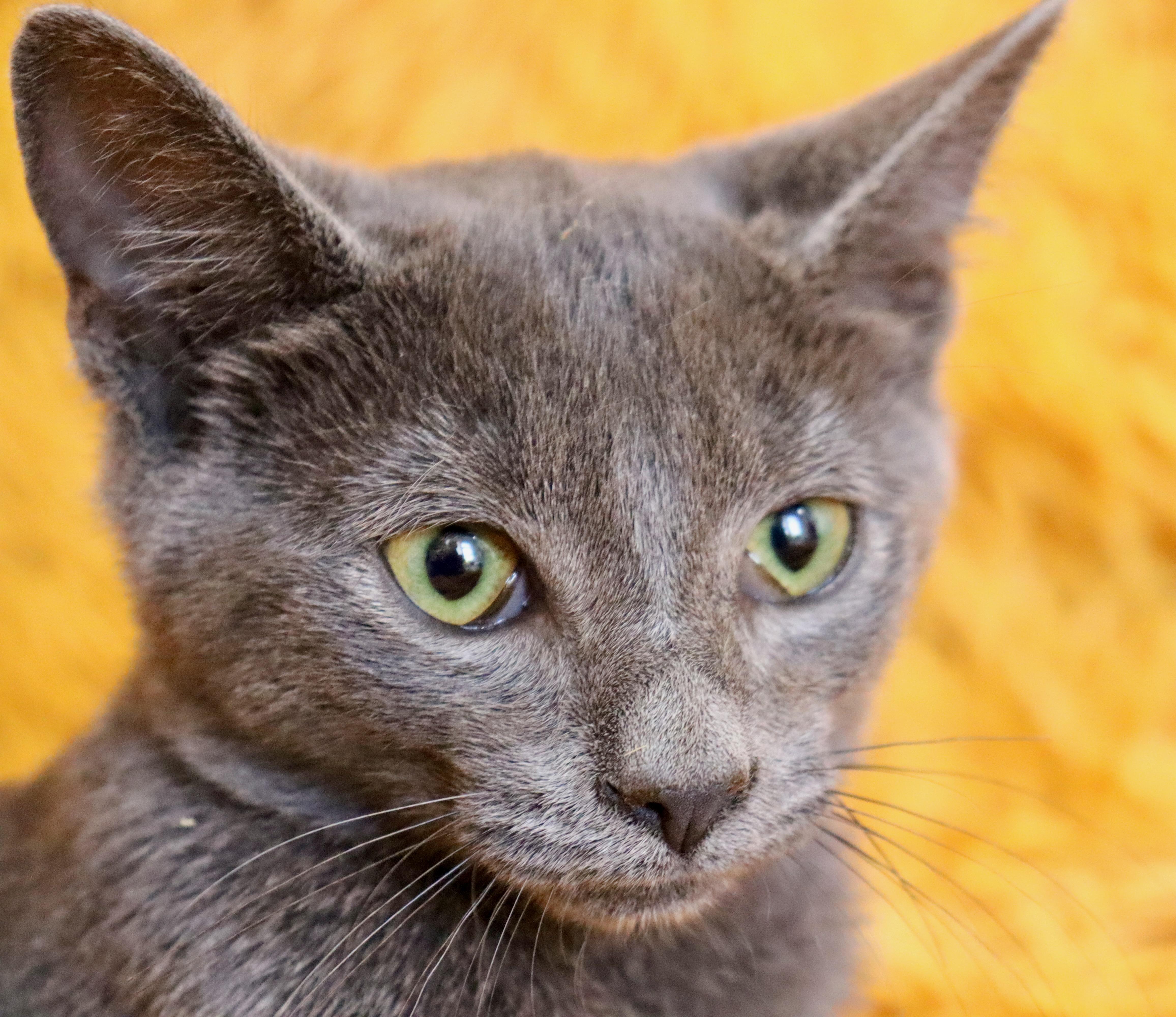 Enlarge Wally, an adopted mixed breed in Saint Augustine, FL image 4/5