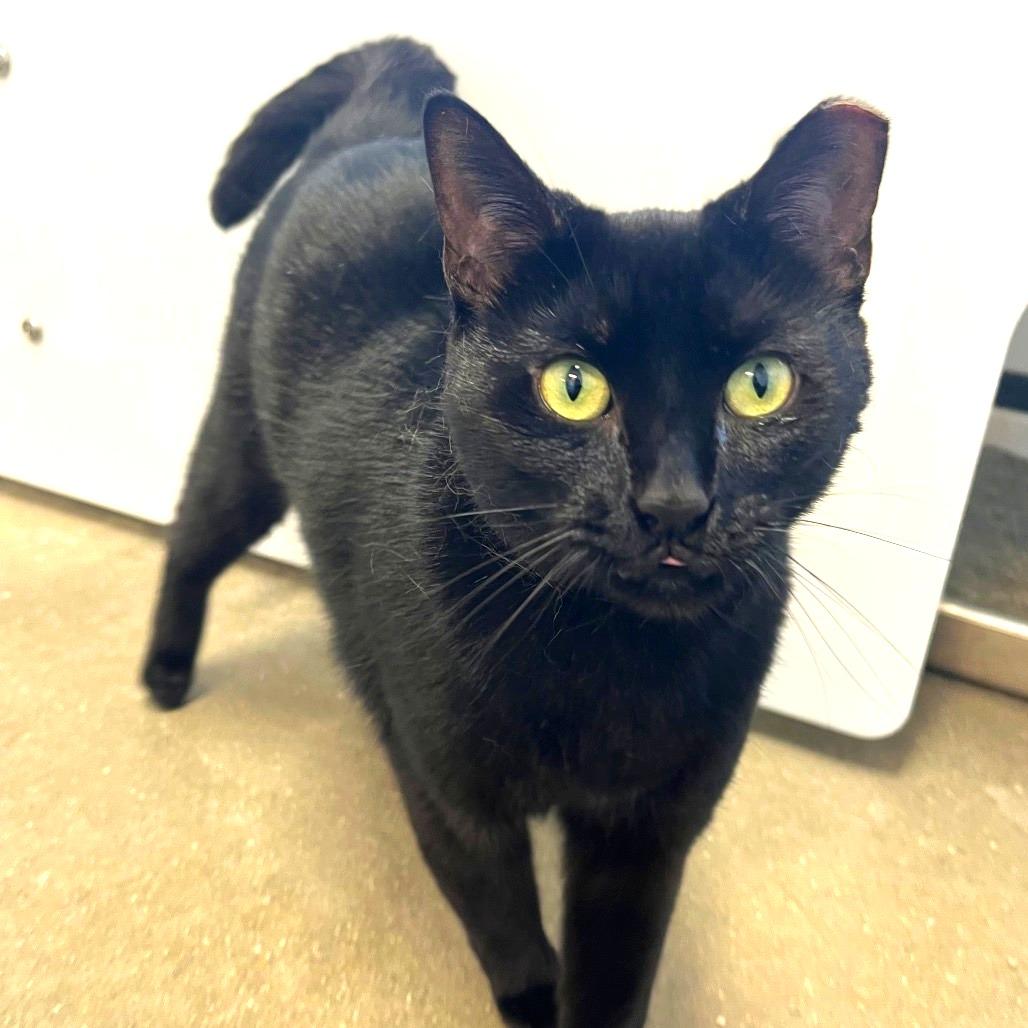 Enlarge Ivy, a Adoptable Domestic Short Hair in Fort Wayne, IN image 1/6