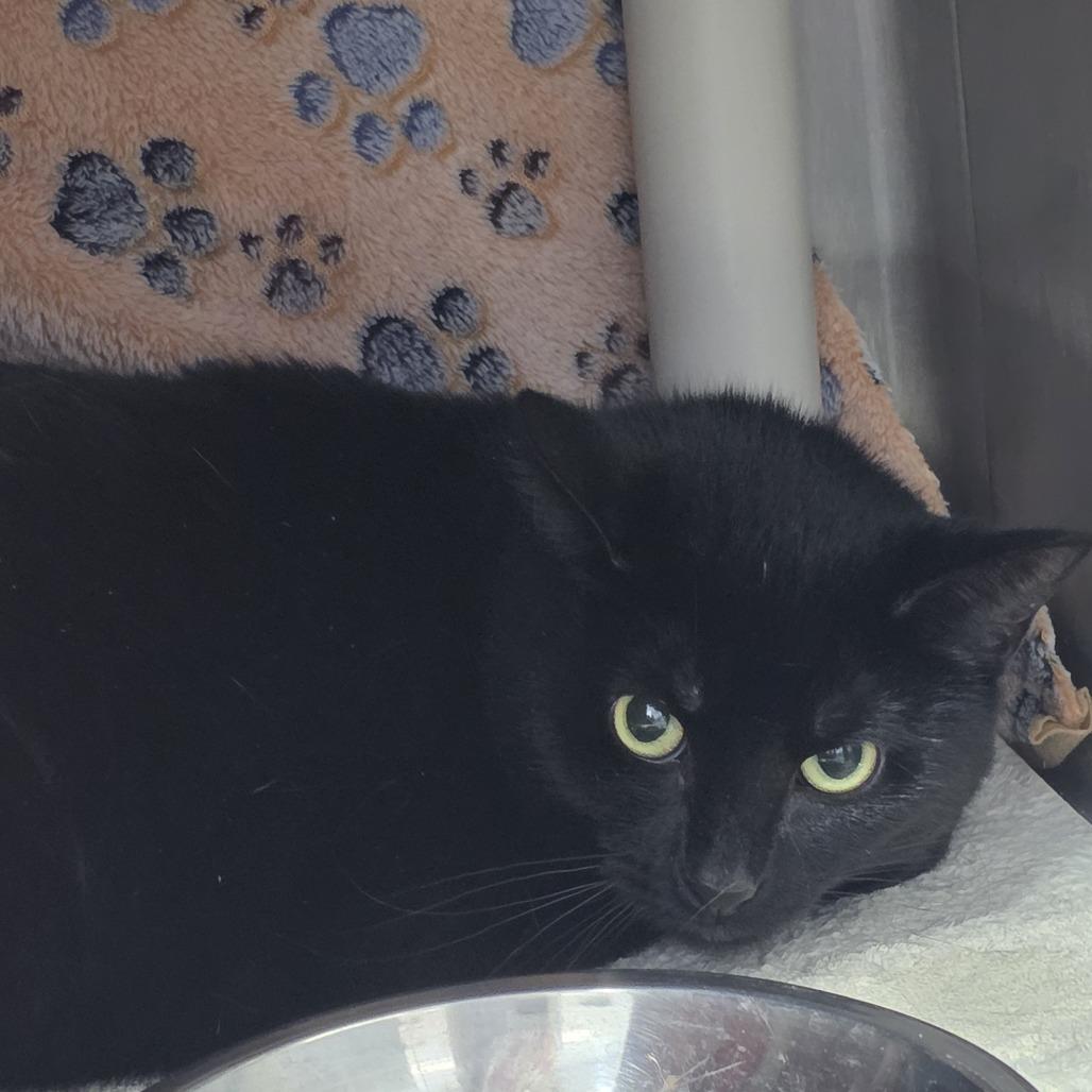 Enlarge Ivy, a Adoptable Domestic Short Hair in Fort Wayne, IN image 2/6