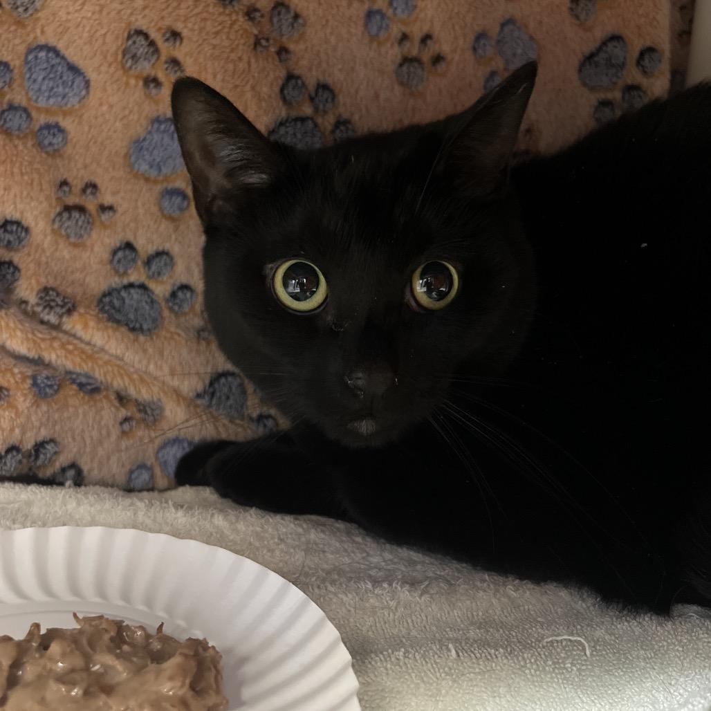 Enlarge Ivy, a Adoptable Domestic Short Hair in Fort Wayne, IN image 3/6