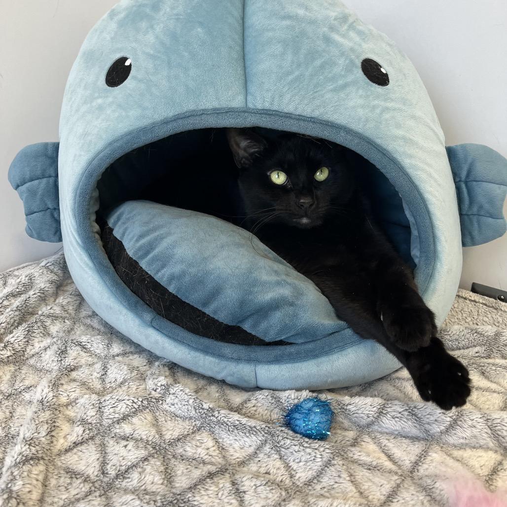 Enlarge Ivy, a Adoptable Domestic Short Hair in Fort Wayne, IN image 4/6