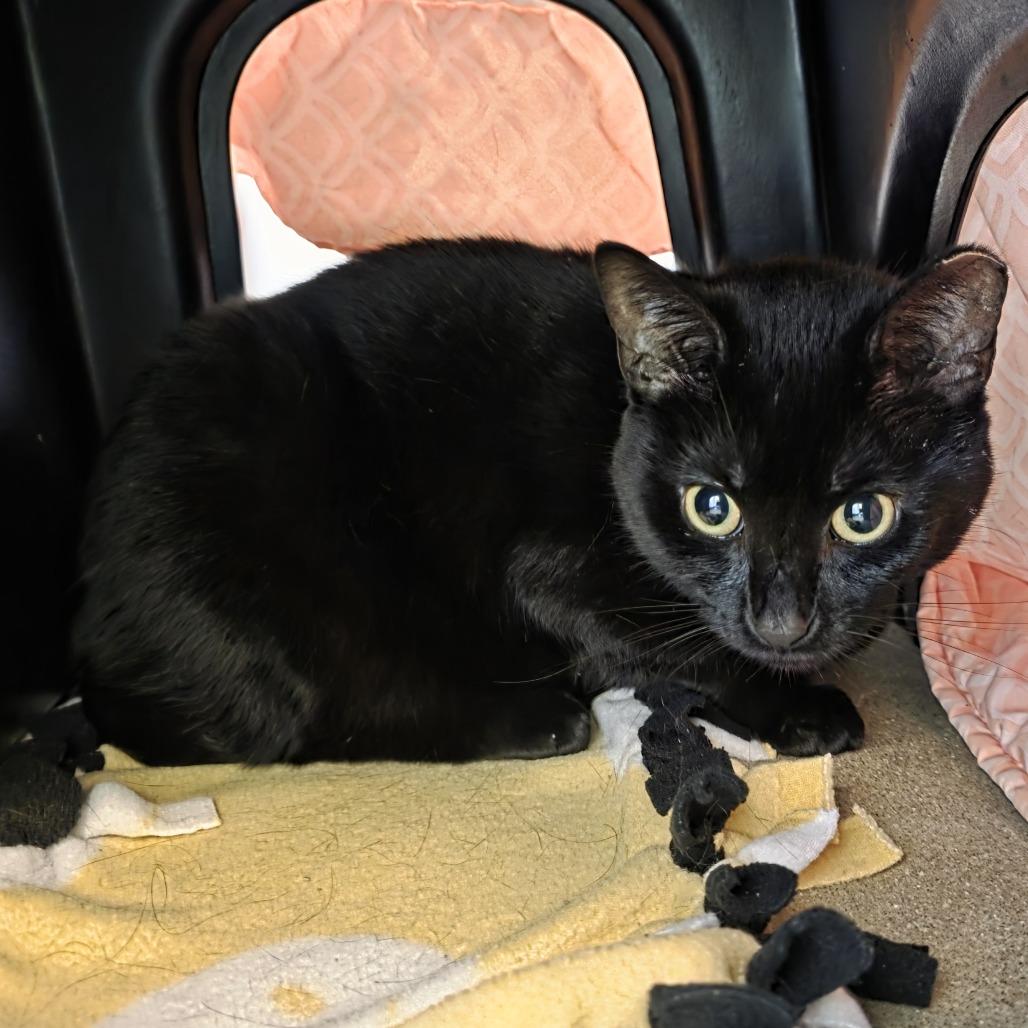 Enlarge Ivy, a Adoptable Domestic Short Hair in Fort Wayne, IN image 5/6