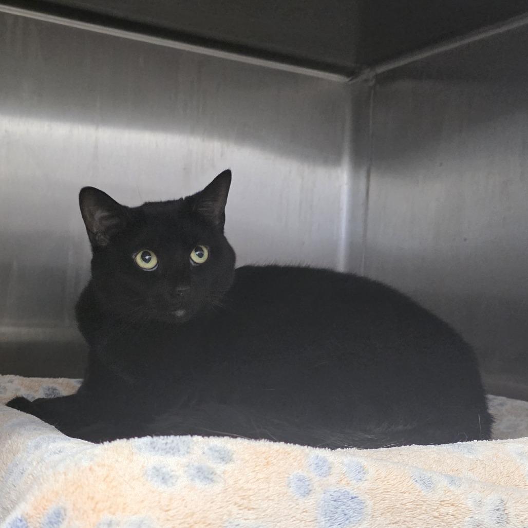 Enlarge Ivy, a Adoptable Domestic Short Hair in Fort Wayne, IN image 6/6