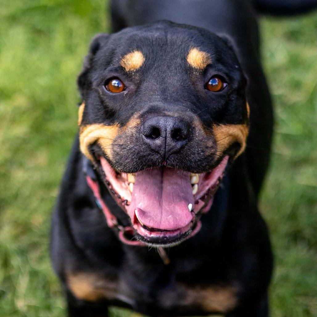 Rocky (fna Scrappy) photo