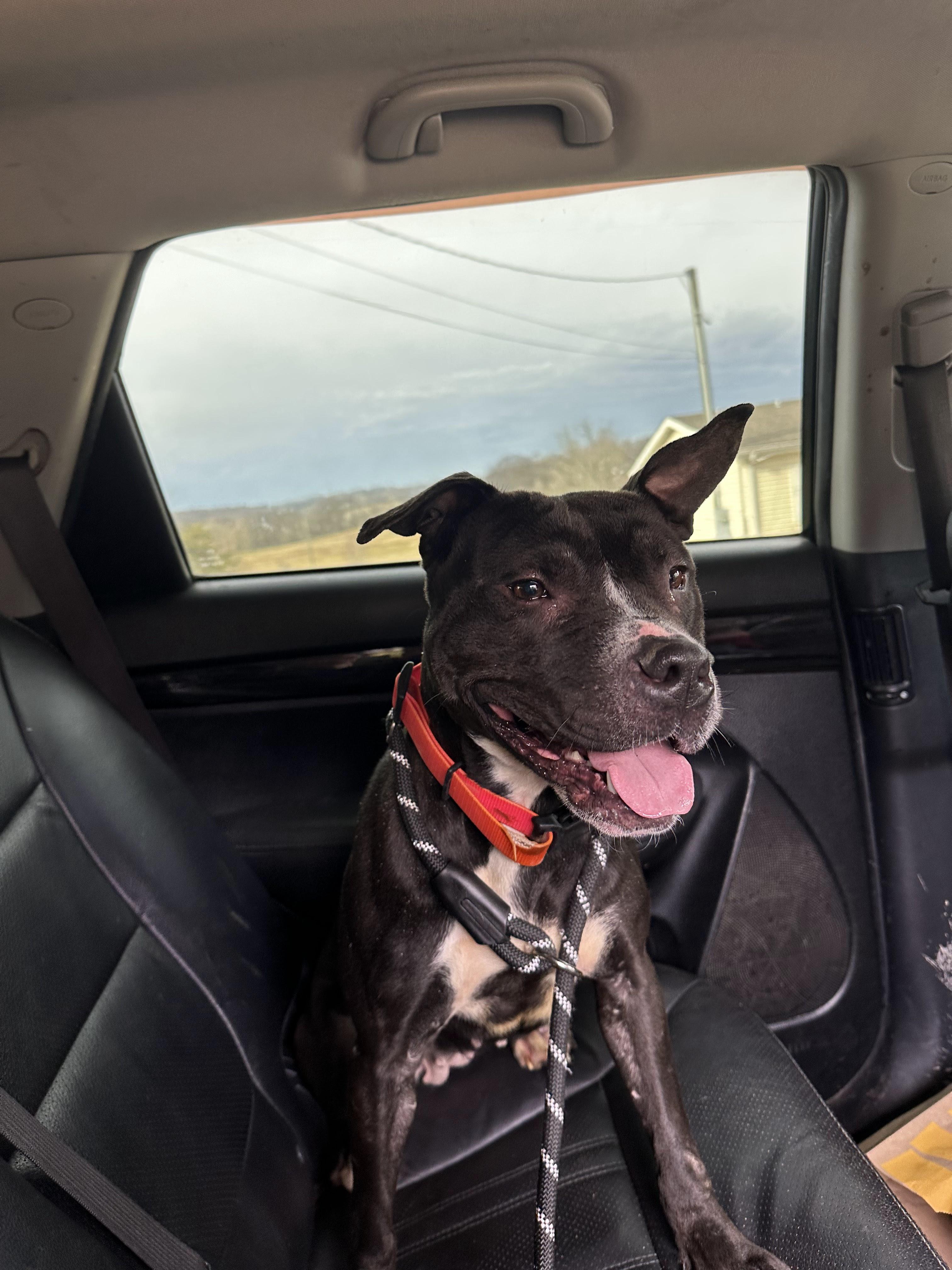 Enlarge Bertha, a ADOPTABLE Mixed Breed in PHILADELPHIA, TN image 2/2