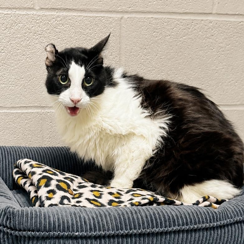 Enlarge Tux, a ADOPTABLE Domestic Medium Hair in Friendswood, TX image 1/1