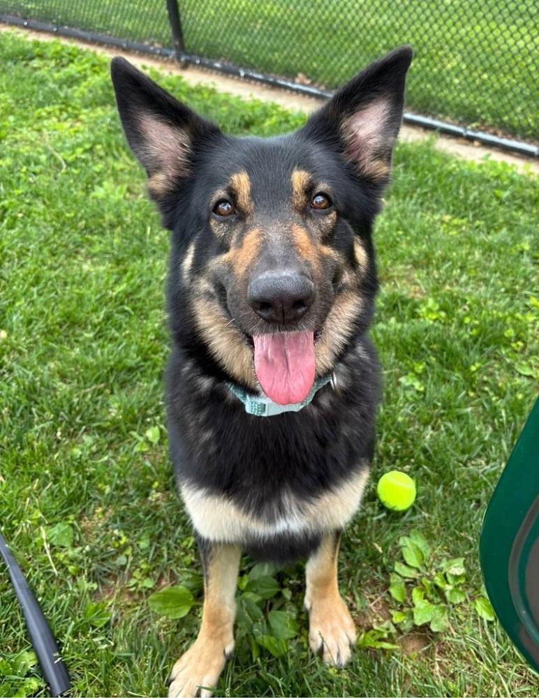 Zazoo, Adoptable, Senior Female German Shepherd Dog.