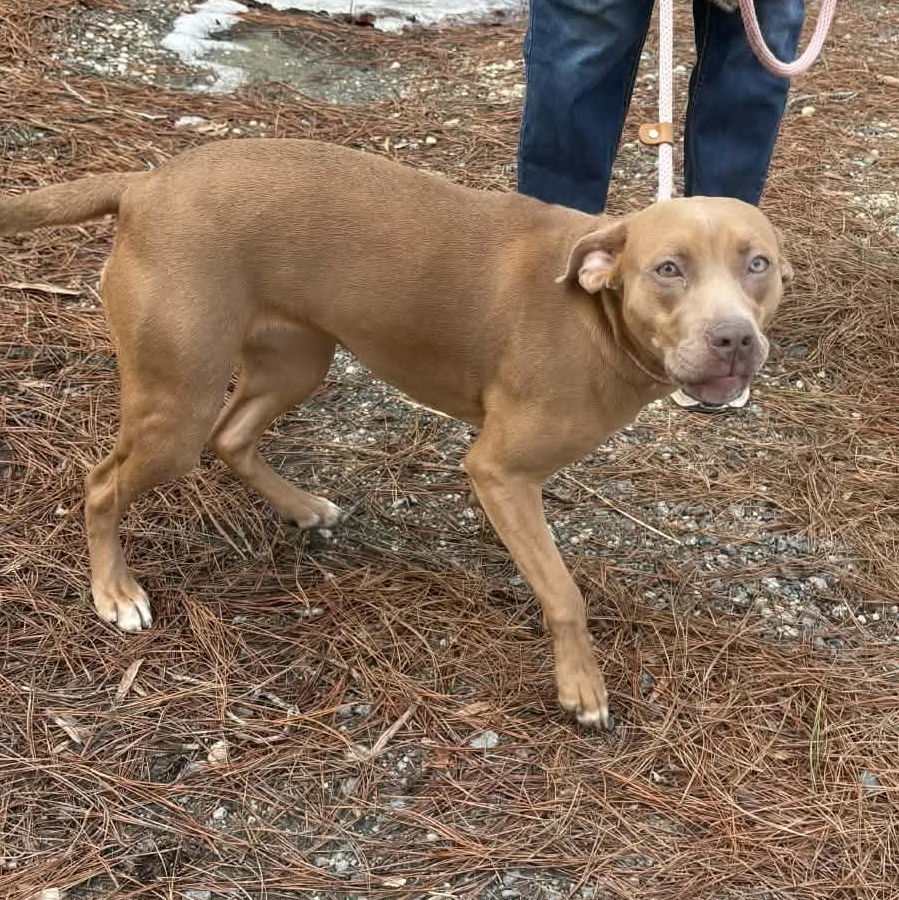 Enlarge AMBER, an adoptable American Staffordshire Terrier in Tappahannock, VA image 3/4
