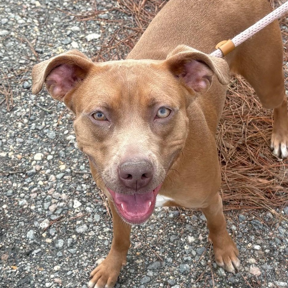 AMBER, adoptable, Puppy Female American Staffordshire Terrier.