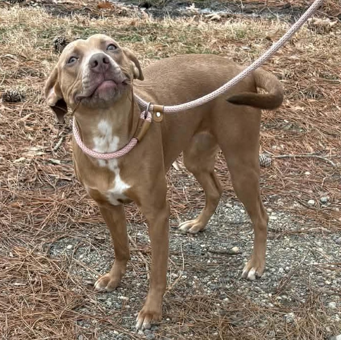 Enlarge AMBER, an adoptable American Staffordshire Terrier in Tappahannock, VA image 2/4