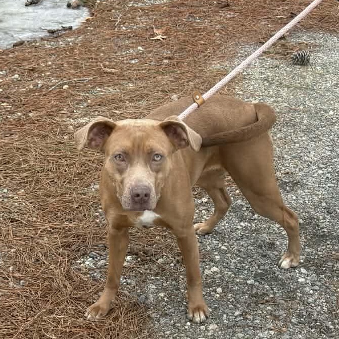 Enlarge AMBER, an adoptable American Staffordshire Terrier in Tappahannock, VA image 4/4
