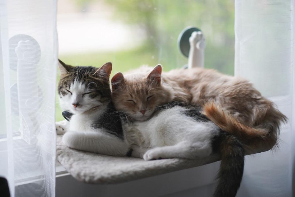 Enlarge Creamsicle (Cheddar), a Adoptable mixed breed in Calgary, AB image 2/5