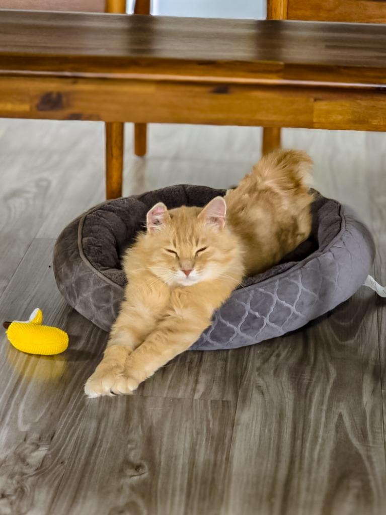Enlarge Creamsicle (Cheddar), a Adoptable mixed breed in Calgary, AB image 3/5