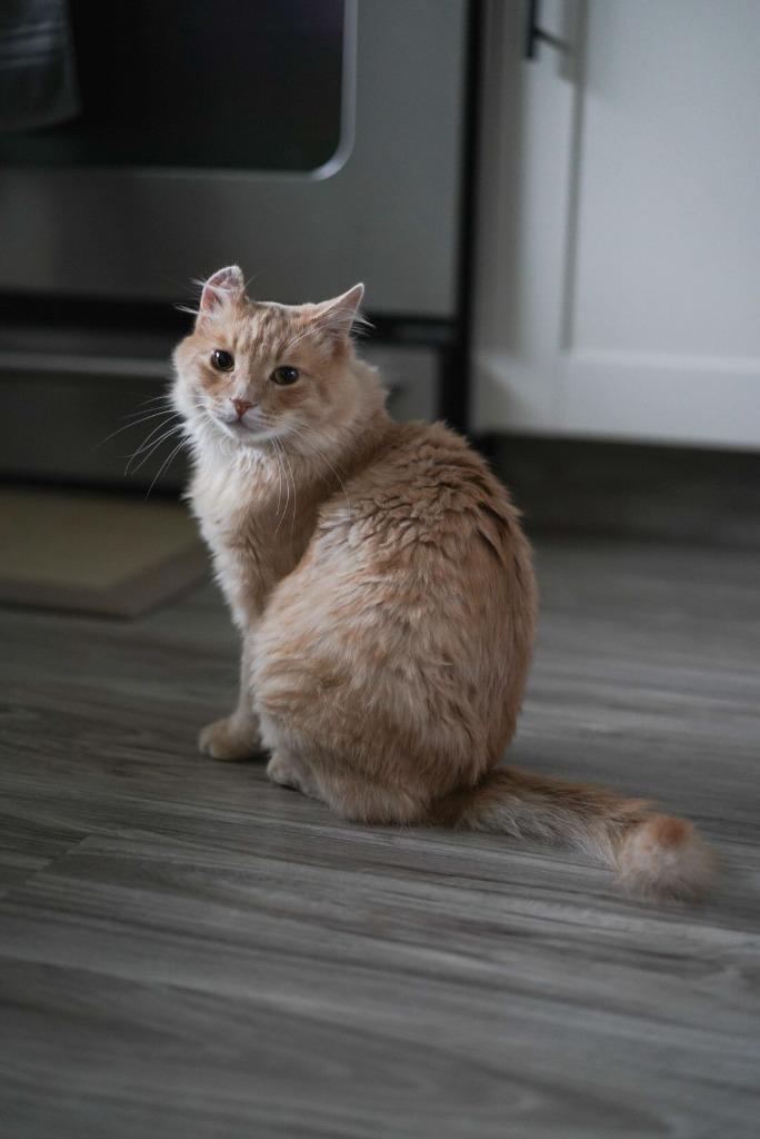 Enlarge Creamsicle (Cheddar), a Adoptable mixed breed in Calgary, AB image 3/5