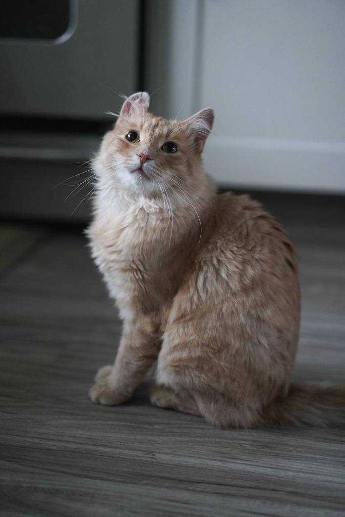 Enlarge Creamsicle (Cheddar), a Adoptable mixed breed in Calgary, AB image 5/5