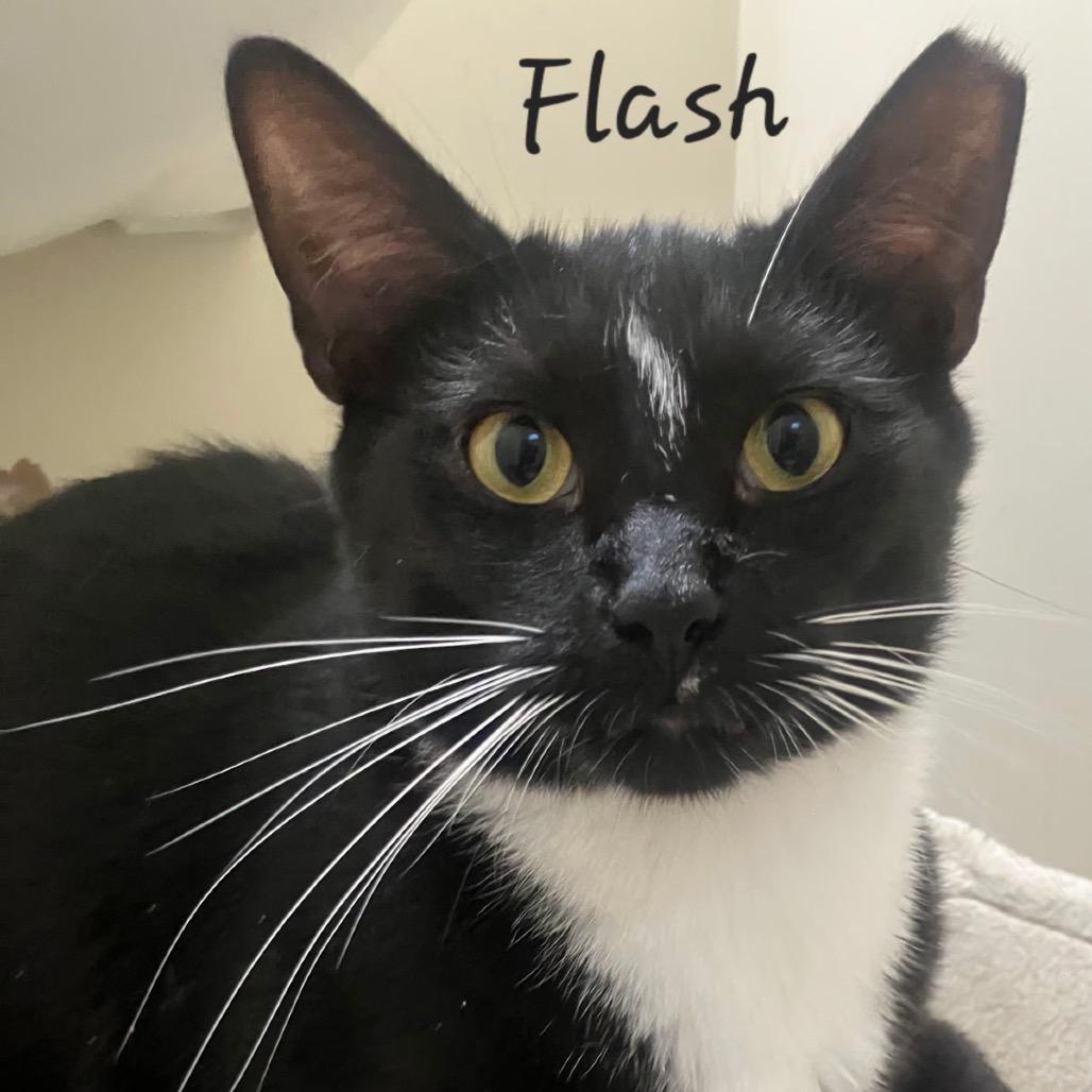 Flash, Adoptable, Young Male Domestic Short Hair.