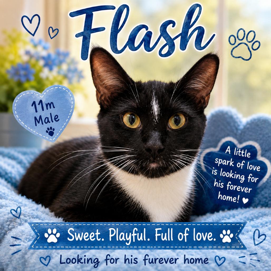 Enlarge Flash, a Adoptable Domestic Short Hair in Waldorf, MD image 2/2