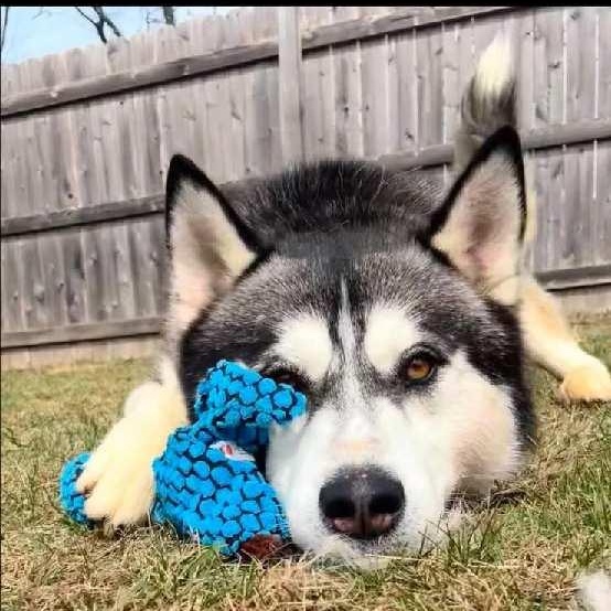 Max 4