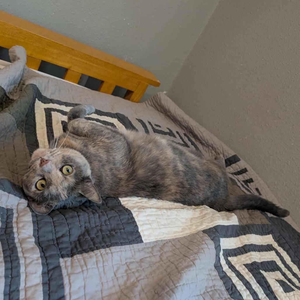 Sassie, Adoptable, Adult Female Domestic Short Hair.