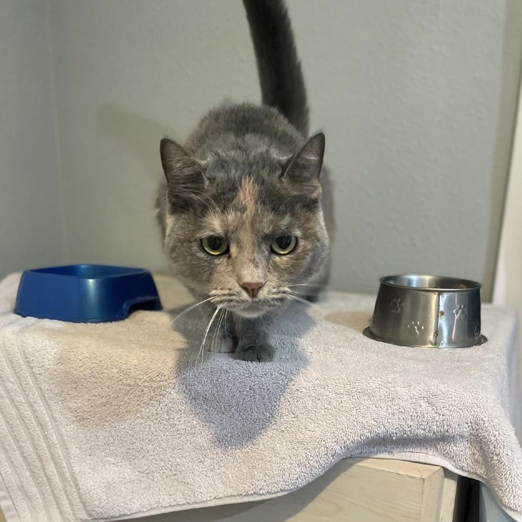 Sassie, a Adoptable Domestic Short Hair in Springfield, MO image 1/6