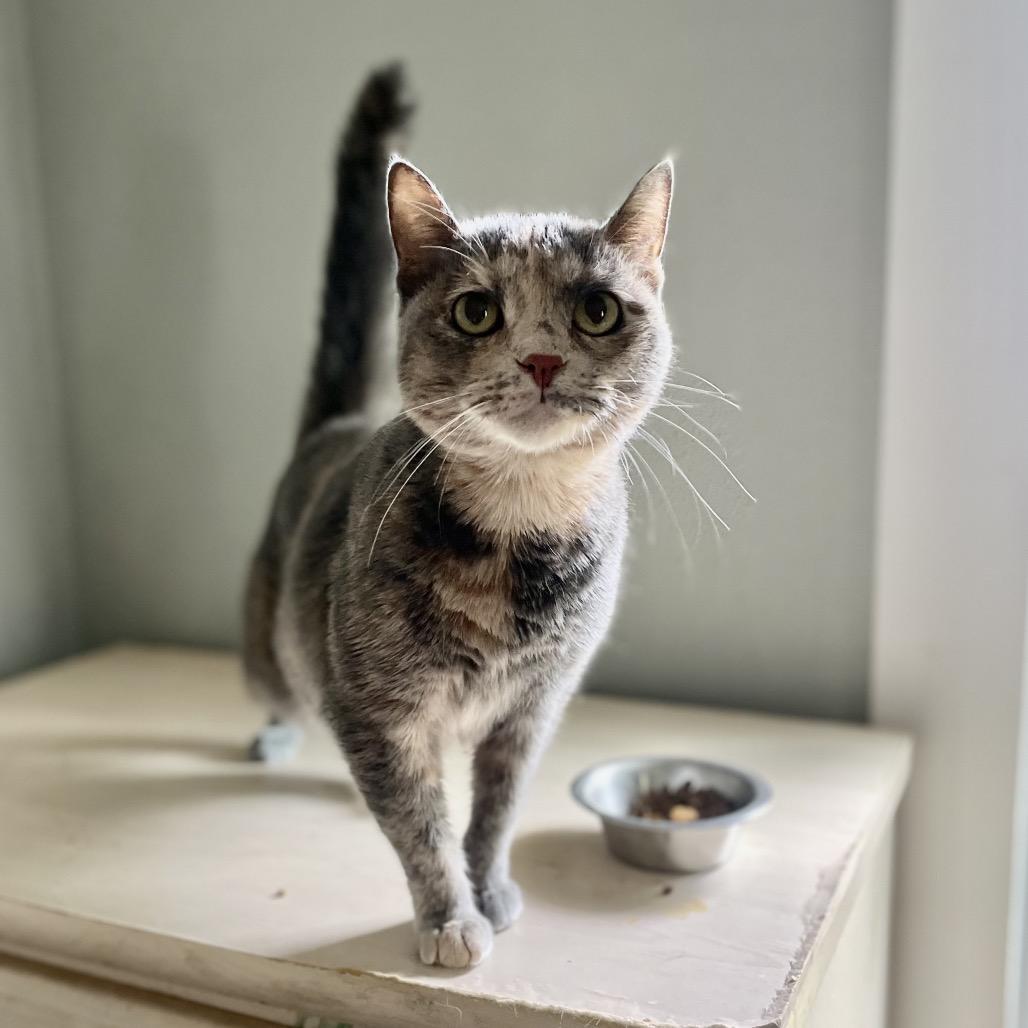 Sassie, a Adoptable Domestic Short Hair in Springfield, MO image 2/6