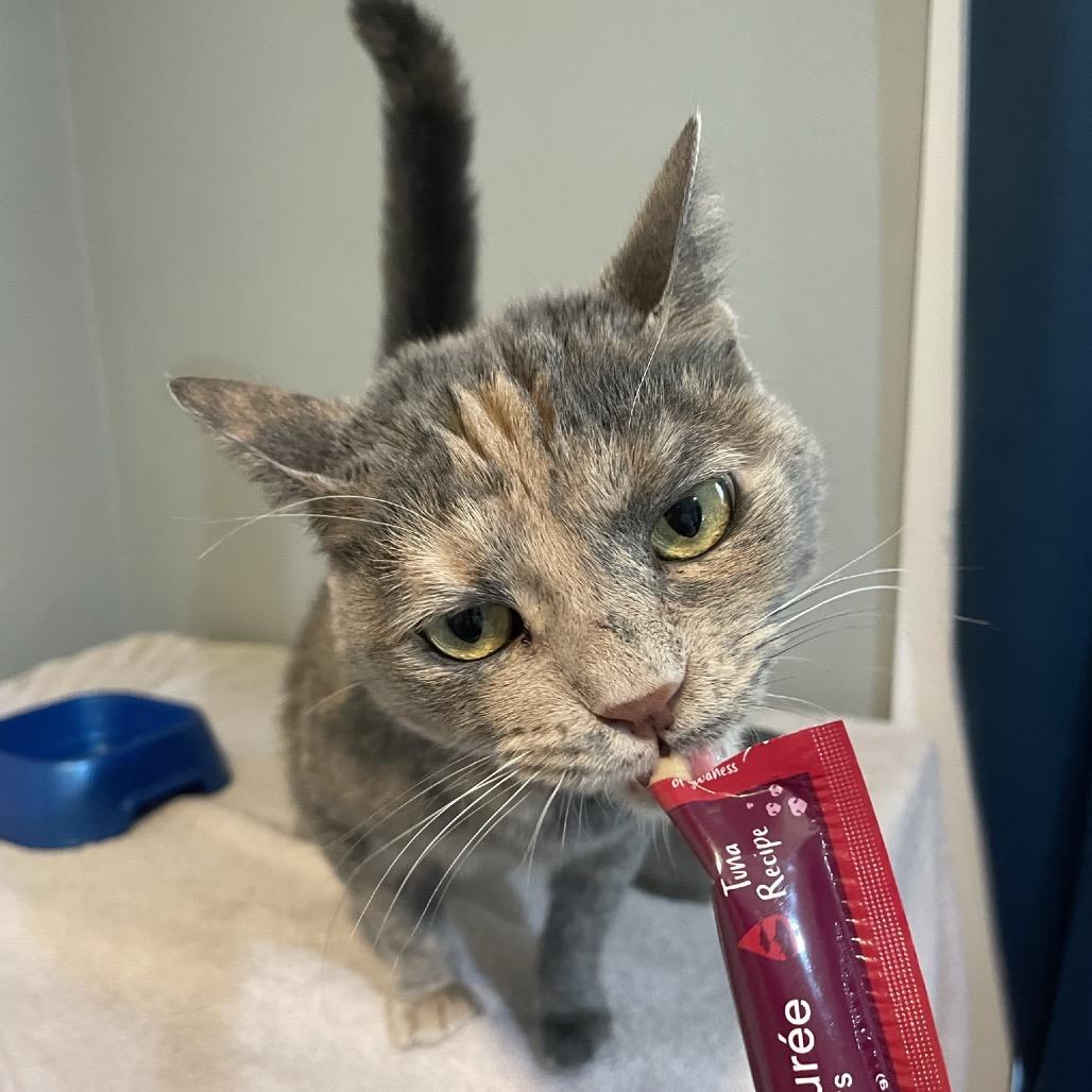 Sassie, a Adoptable Domestic Short Hair in Springfield, MO image 3/6