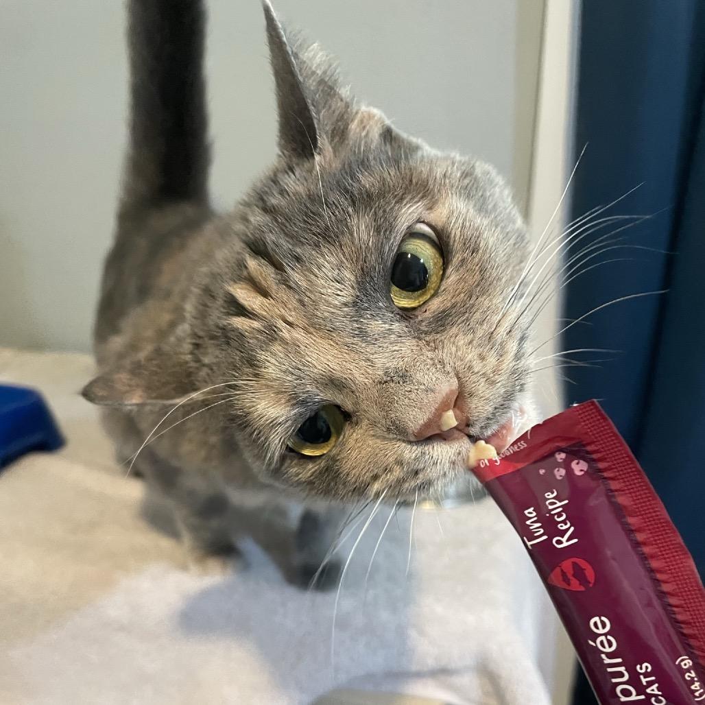 Sassie, a Adoptable Domestic Short Hair in Springfield, MO image 4/6